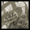Wasp Galls on Eucalypt Leaf - macro
