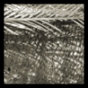 Macrozamia Palm textures